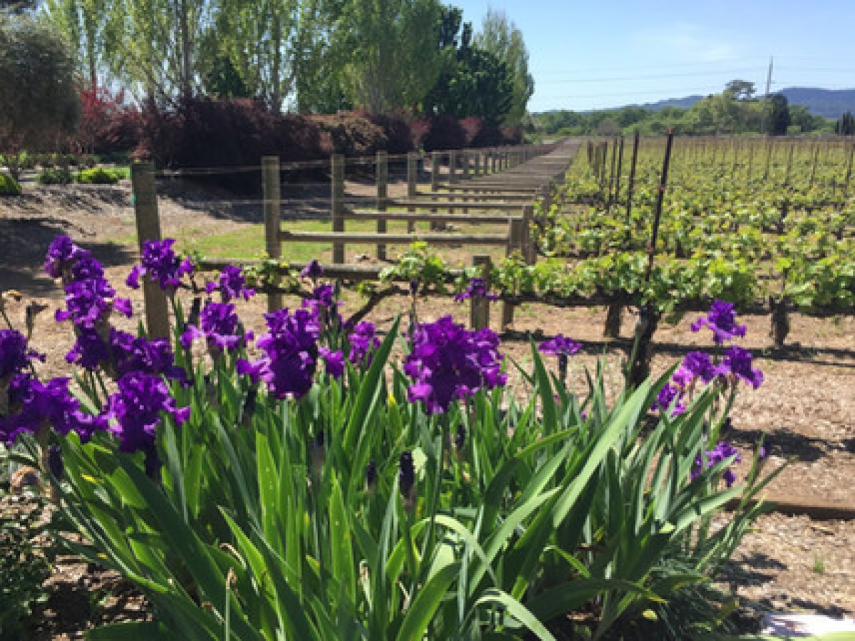 a large purple flower is in a garden