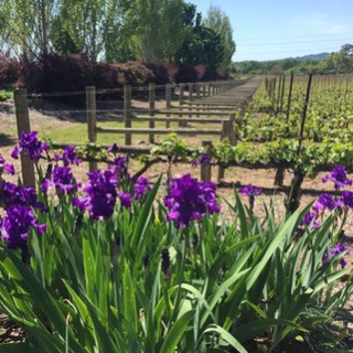 a large purple flower is in a garden