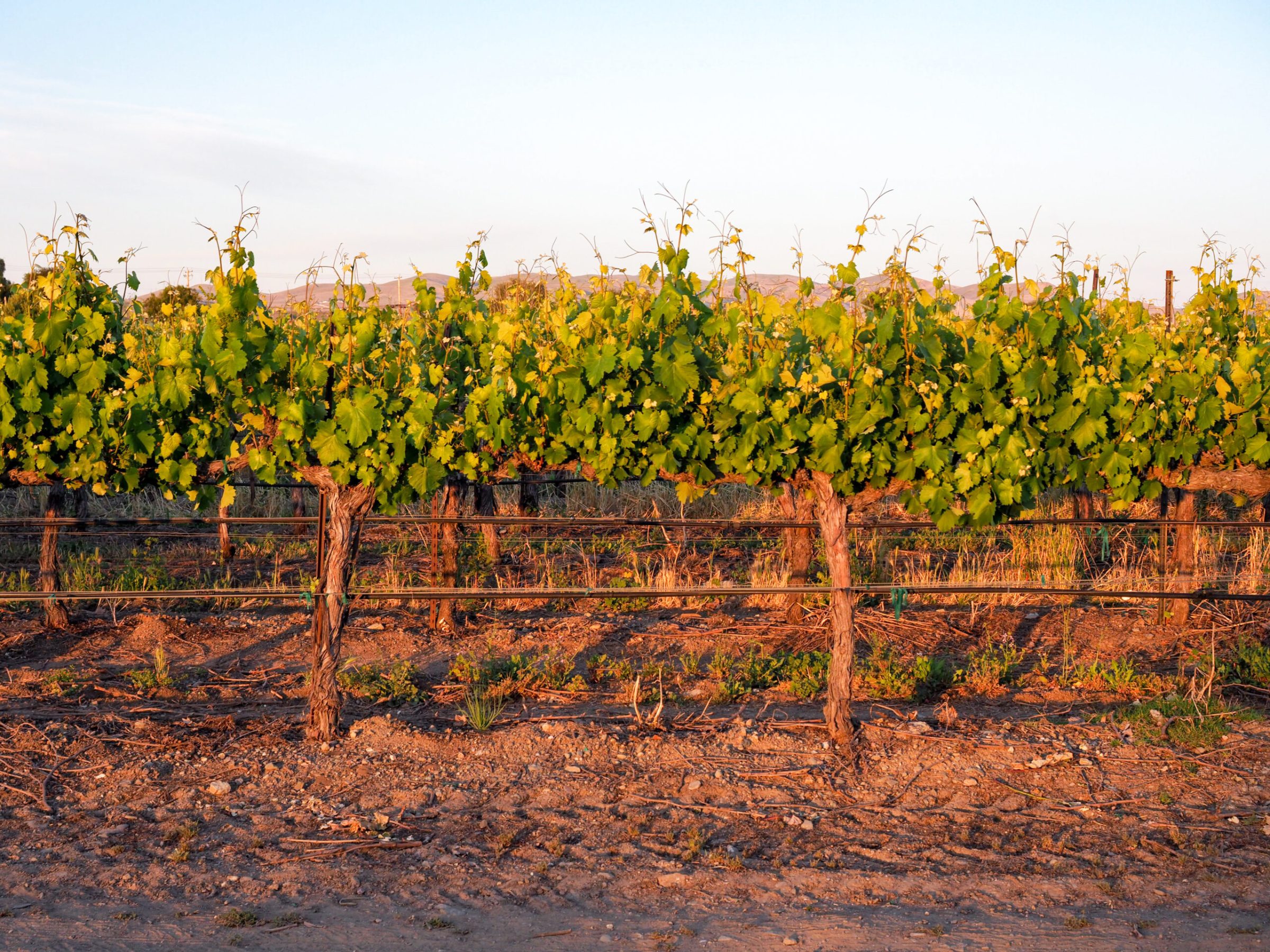 a tree in front of a fence