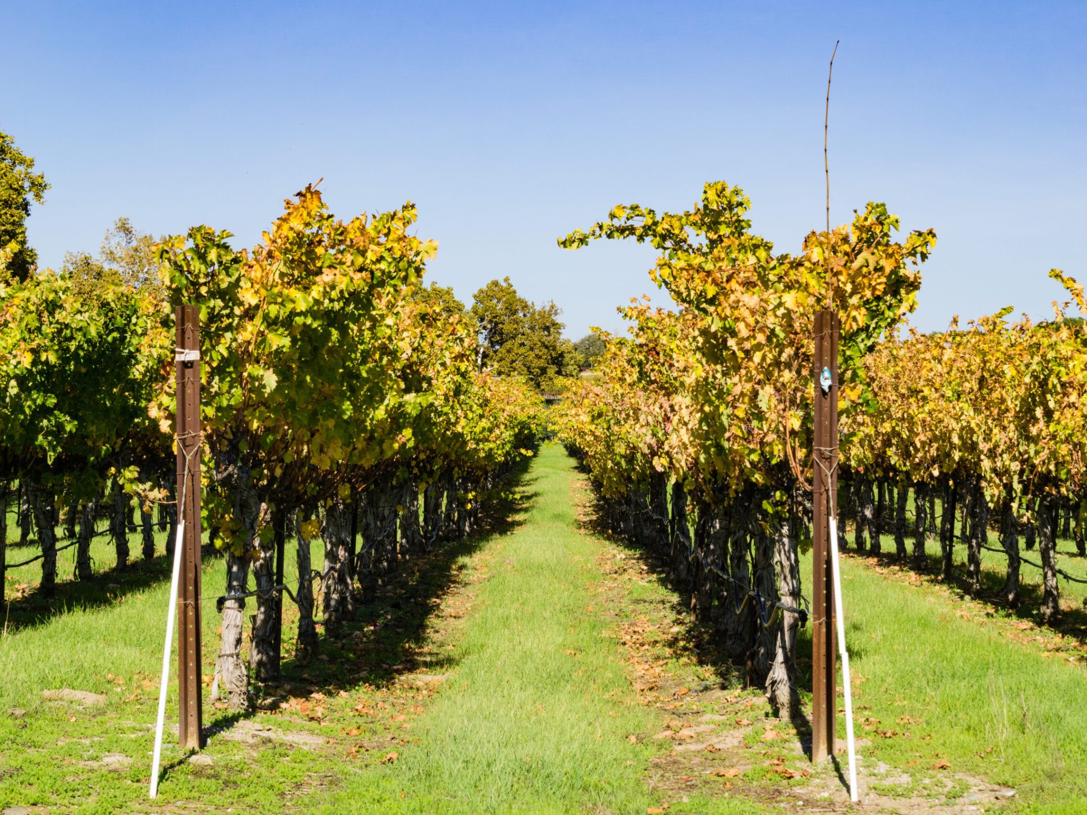 a tree in a grassy area
