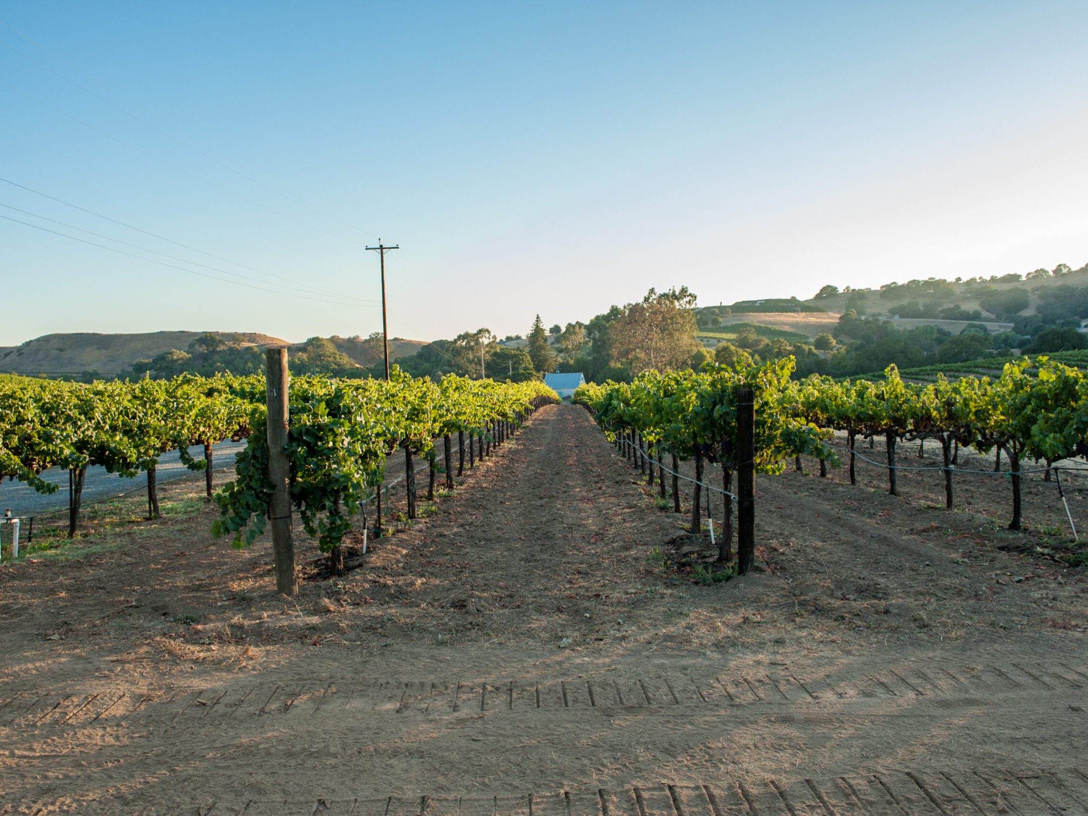 a tree on a dirt track